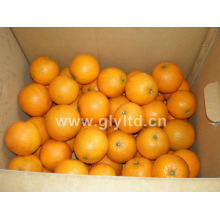 Good Quality Fresh Sweet Navel Orange